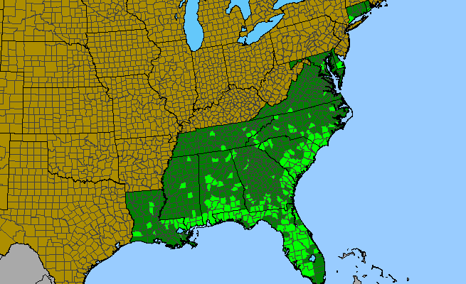 The range of Viola septemloba